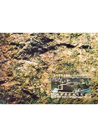 一九七七年年报